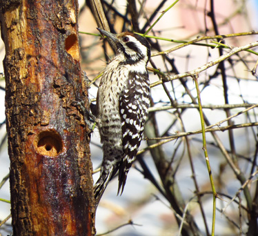 Ladder-backed Woodpecker female Paton's 1_17_2014